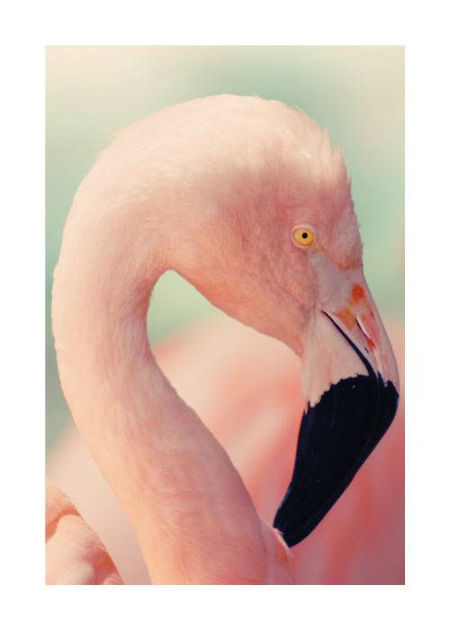 Flamingo Poster – Dyreplakater