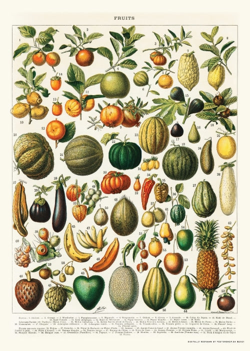 Fruits Vintage Adolphe Millot