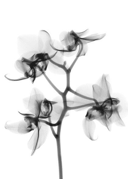 Ghost Flowers – Blomster og Botanik