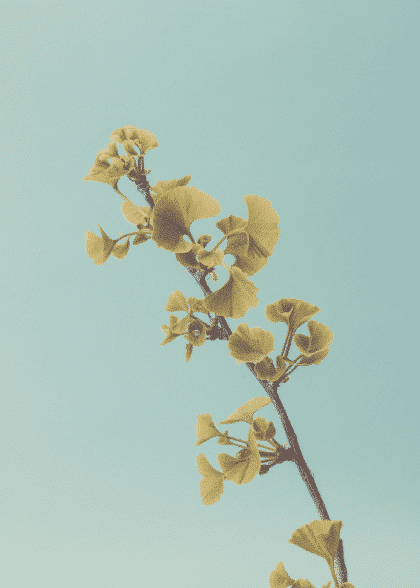 Ginkgo – Blomster og Botanik