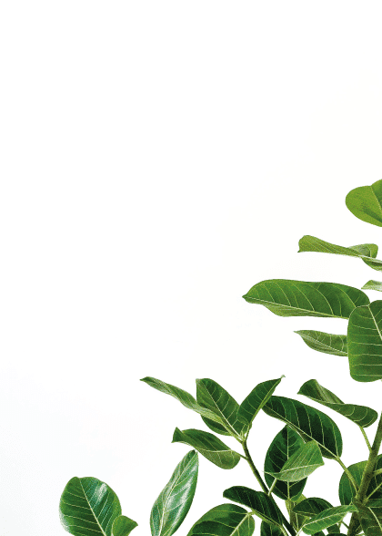 Green Minimalism – Flowers & Botanicals