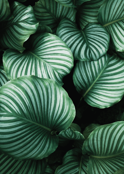 Green Plants – Flowers & Botanicals