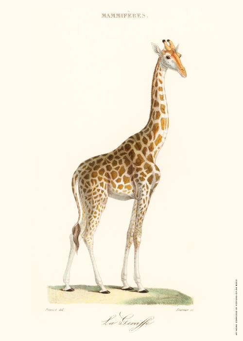 Giraffe Mammiferes – Dyreplakater