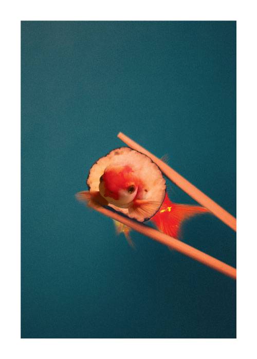 Goldfish Sushi – Digital Art