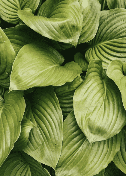 Hiding Greens – Blomster og Botanik