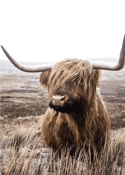 Highland Cattle No. 1 – Dyreplakater