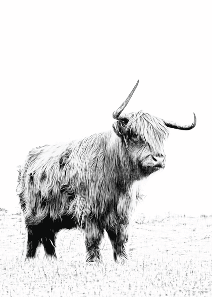 Highland Cattle No. 3 – Dyreplakater