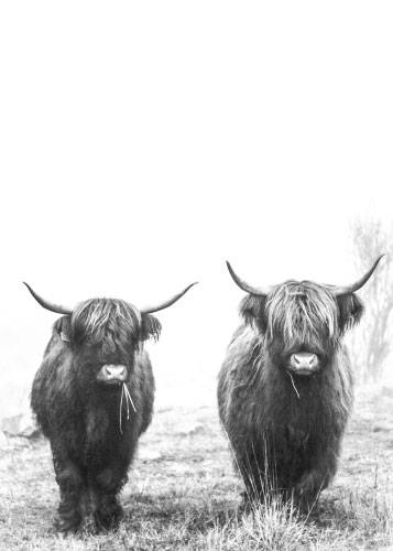 Highland Cattle No. 2 – Dyreplakater