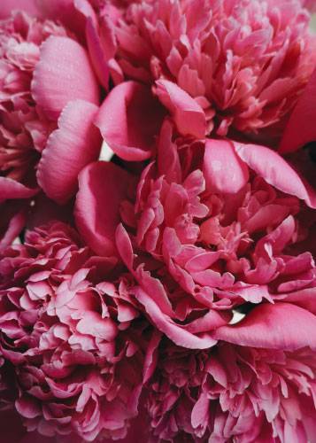 Hot Pink Peonies – Blomster og Botanik