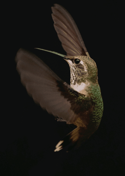 Hummingbird – Dyreplakater