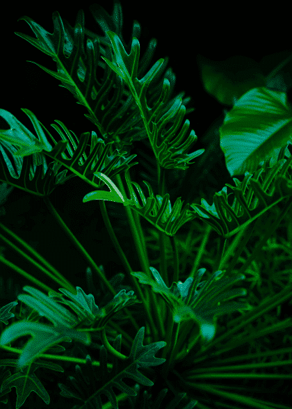 In The Jungle No.1 – Flowers & Botanicals