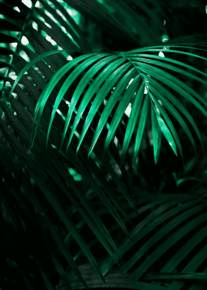 In The Jungle No.2 – Flowers & Botanicals