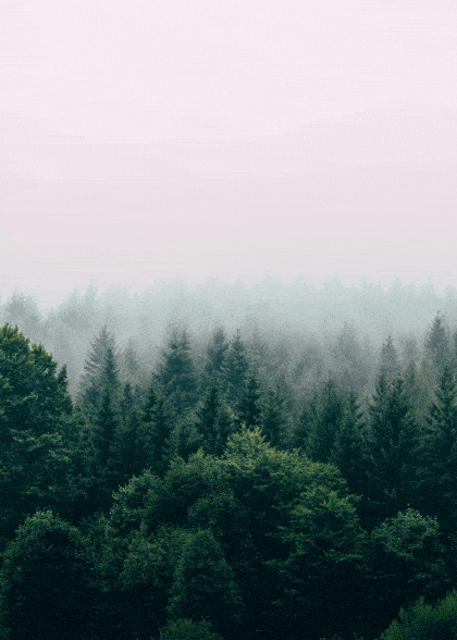 Into The Woods – Nature