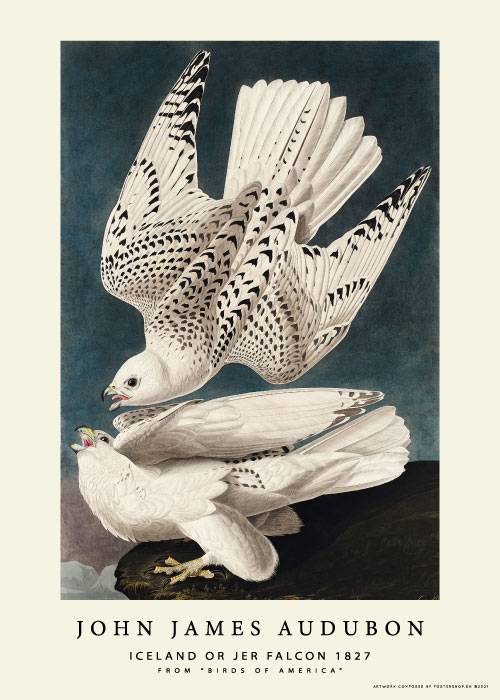 Iceland Or Jer Falcon – Kunst