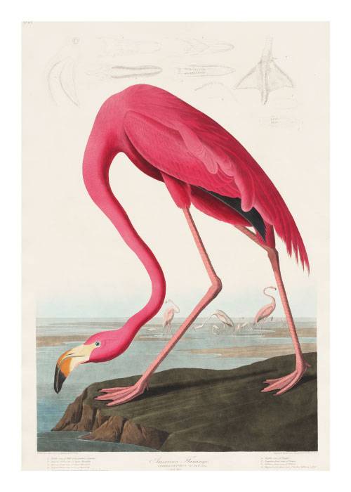Flamingo Drawing – Kunst