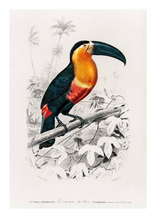 Orange Toucan Drawing – Dyreplakater