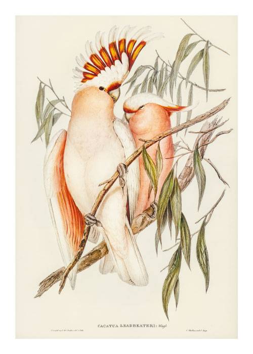 Pink Cockatoos Drawing – Kunst