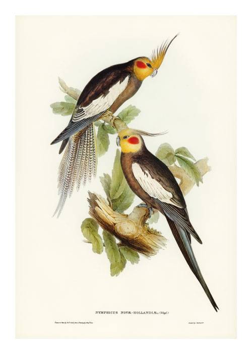 Two Cockatiels Drawing – Animal Posters