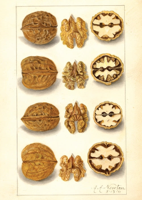 Jugland 1911 af Amanda Almira Newton