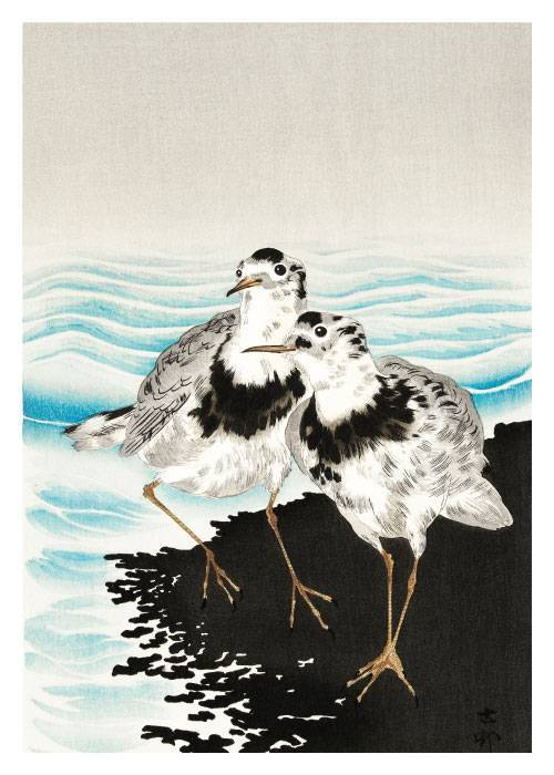 Koson Large Coot Sandpipers – Kunst