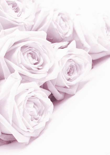 Lilac Rose – Flowers & Botanicals