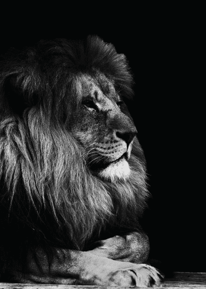 Lion King – Dyreplakater