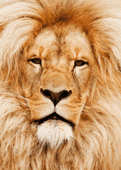 Lion – Animal Posters