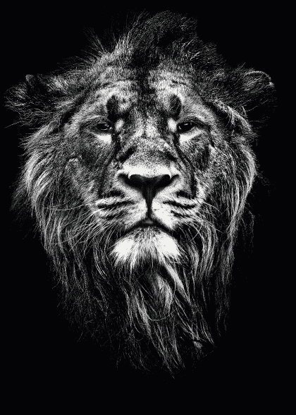 Lions Focus – Dyreplakater