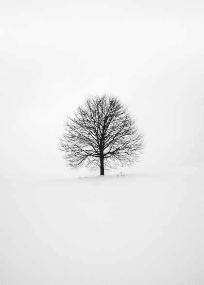 Lonesome Tree – Naturmotiver