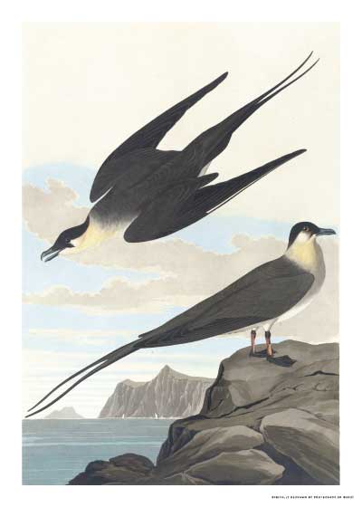 Long Tailed Jaeger And American Woodcock – Kunst