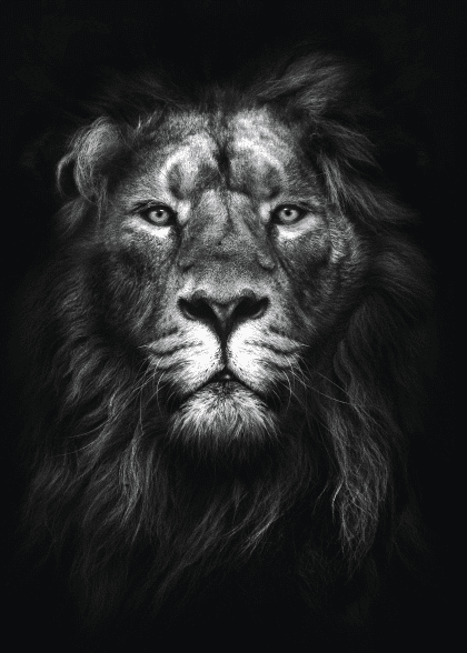Majestic Lion – Dyreplakater