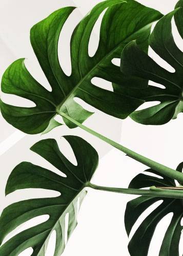 Monstera Leaves – Blomster og Botanik