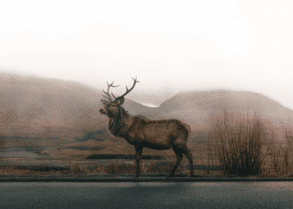 Oh Deer – Animal Posters