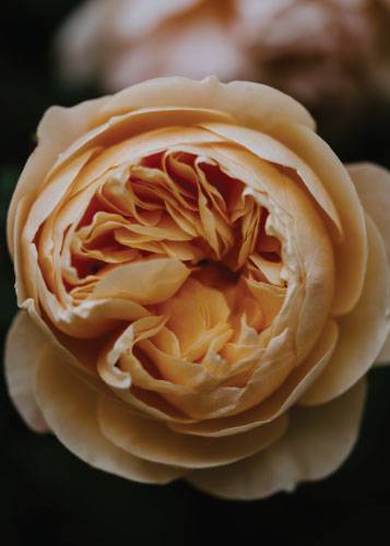 Orange Peony – Blomster og Botanik