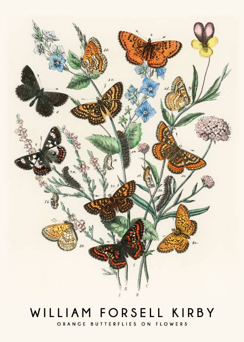 Orange Butterflies Poster – Kunst