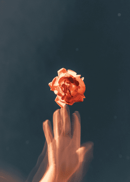 Orange Petaled Flower – Blomster og Botanik