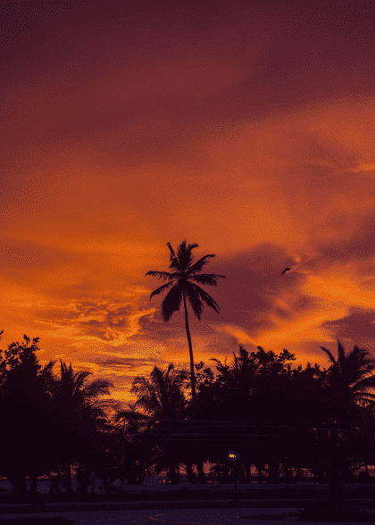 Palm Tree In The Sky – Naturmotiver