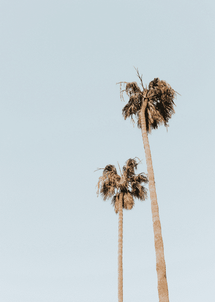 Palms – Naturmotiver