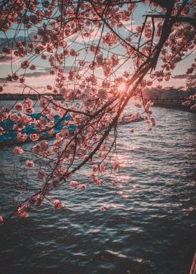 Peaking Through Blossom – Nature