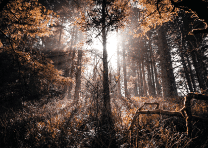 Peaking Through – Naturmotiver