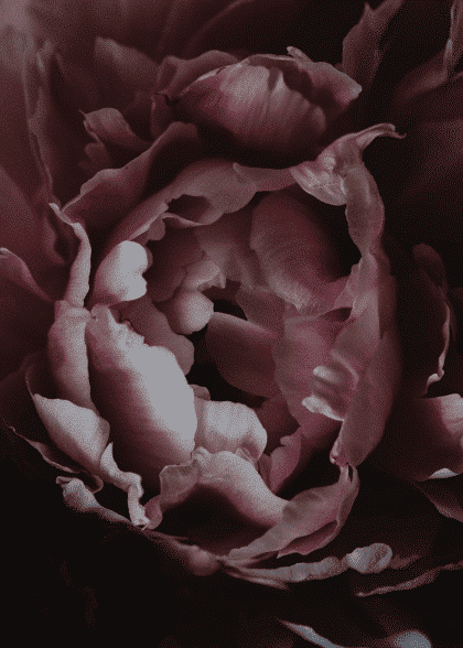 Peony – Blomster og Botanik