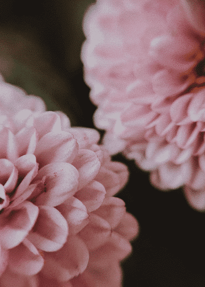 Pink Dahlia – Blomster og Botanik