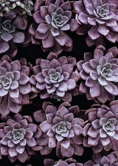 Pink Succulents – Blomster og Botanik