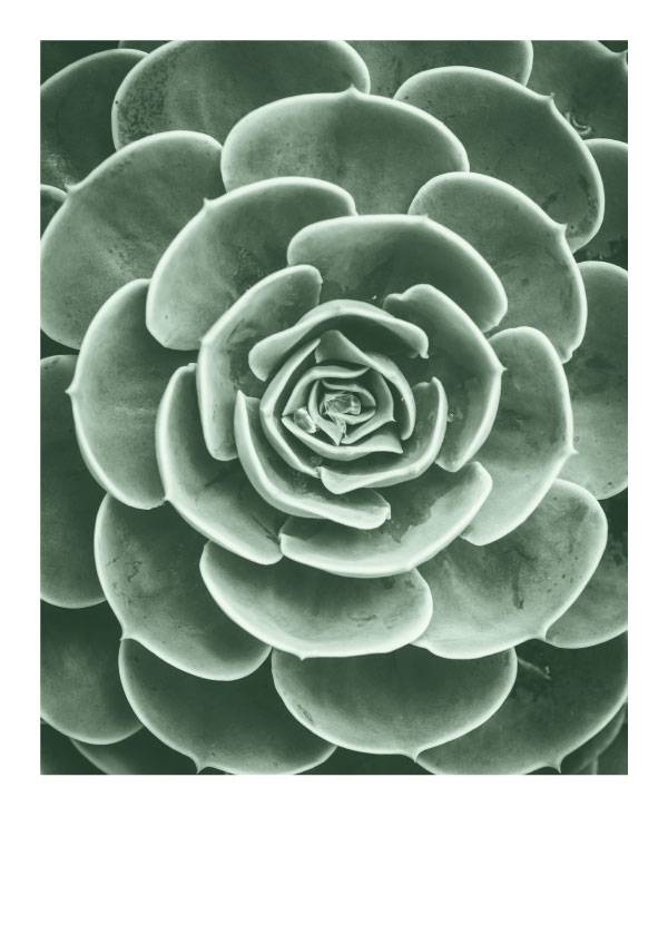 Polaroid Cactus – Flowers & Botanicals