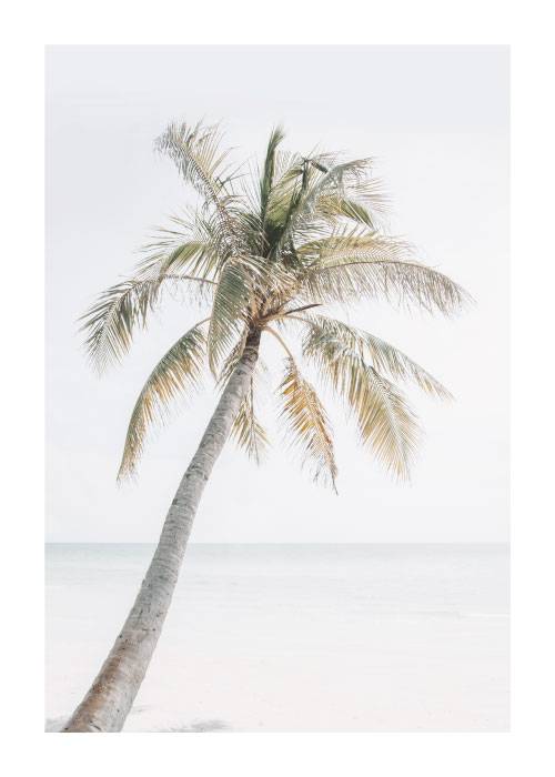 Palm Tree On The Beach – Naturmotiver