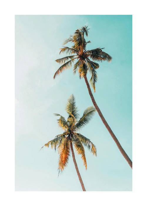 Palm Trees And Blue Sky – Nature