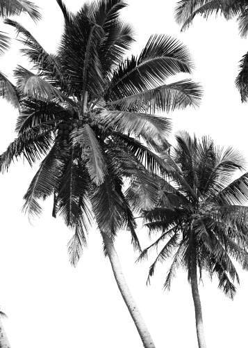 Palm Trees – Naturmotiver
