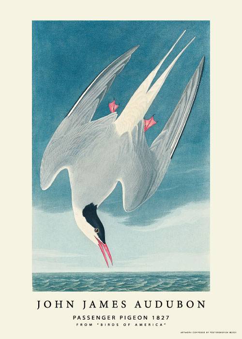 Passenger Pigeon – Kunst