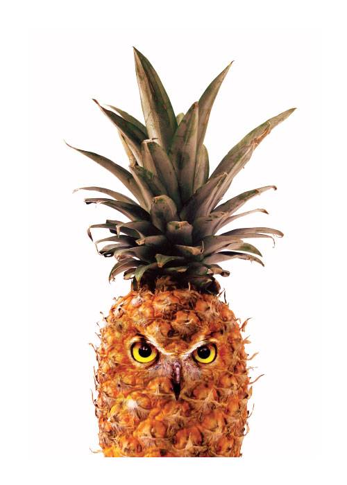 Pineapple Owl – Digiart