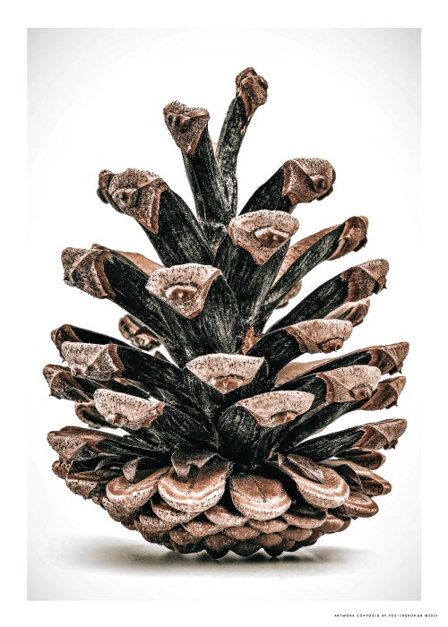 Pinecone – Flowers & Botanicals